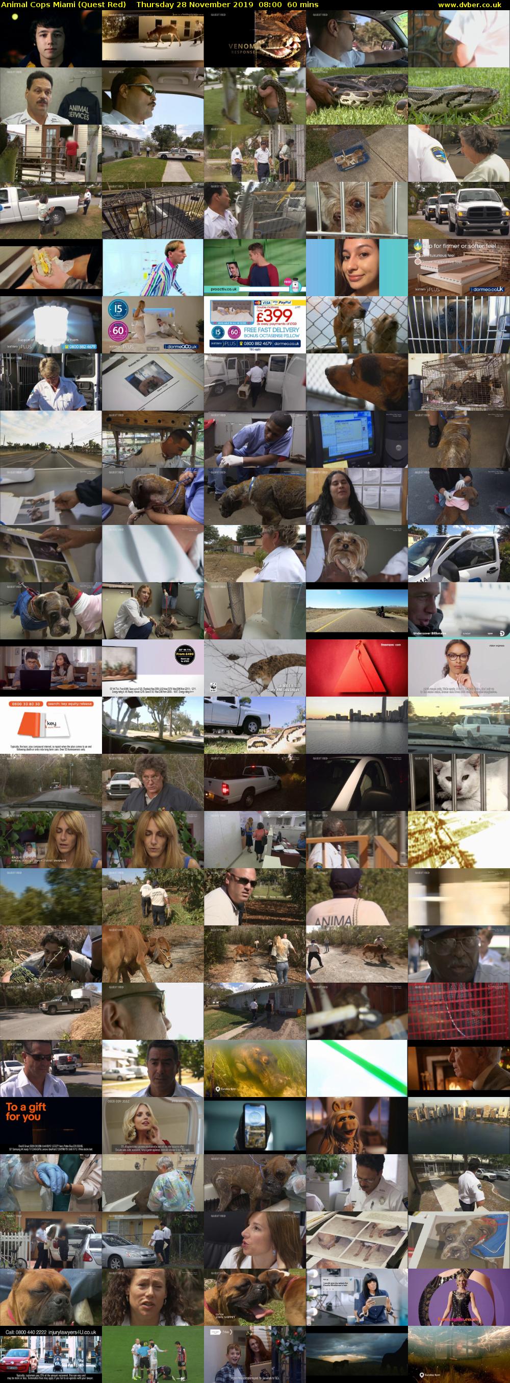 Animal Cops Miami (Quest Red) Thursday 28 November 2019 08:00 - 09:00