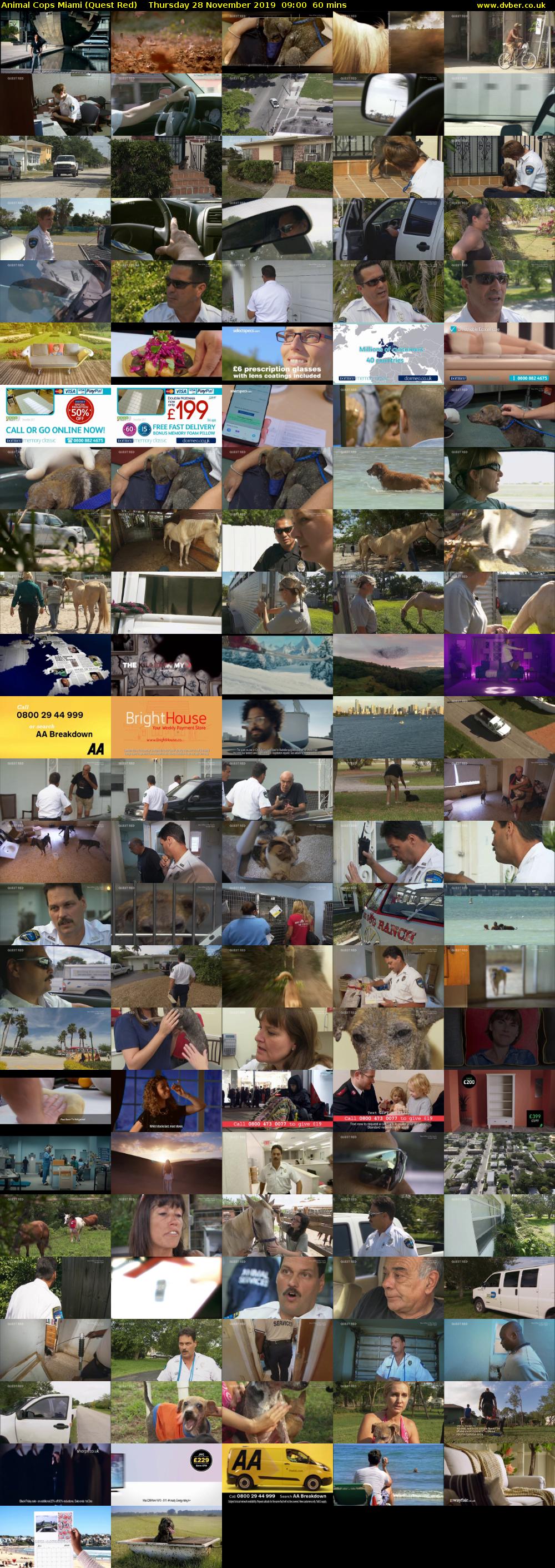 Animal Cops Miami (Quest Red) Thursday 28 November 2019 09:00 - 10:00