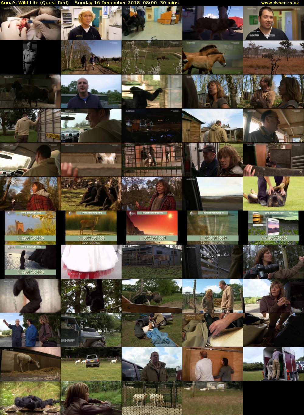 Anna's Wild Life (Quest Red) Sunday 16 December 2018 08:00 - 08:30