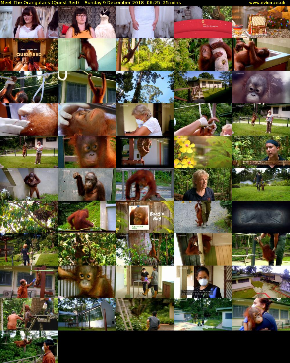 Meet The Orangutans (Quest Red) Sunday 9 December 2018 06:25 - 06:50
