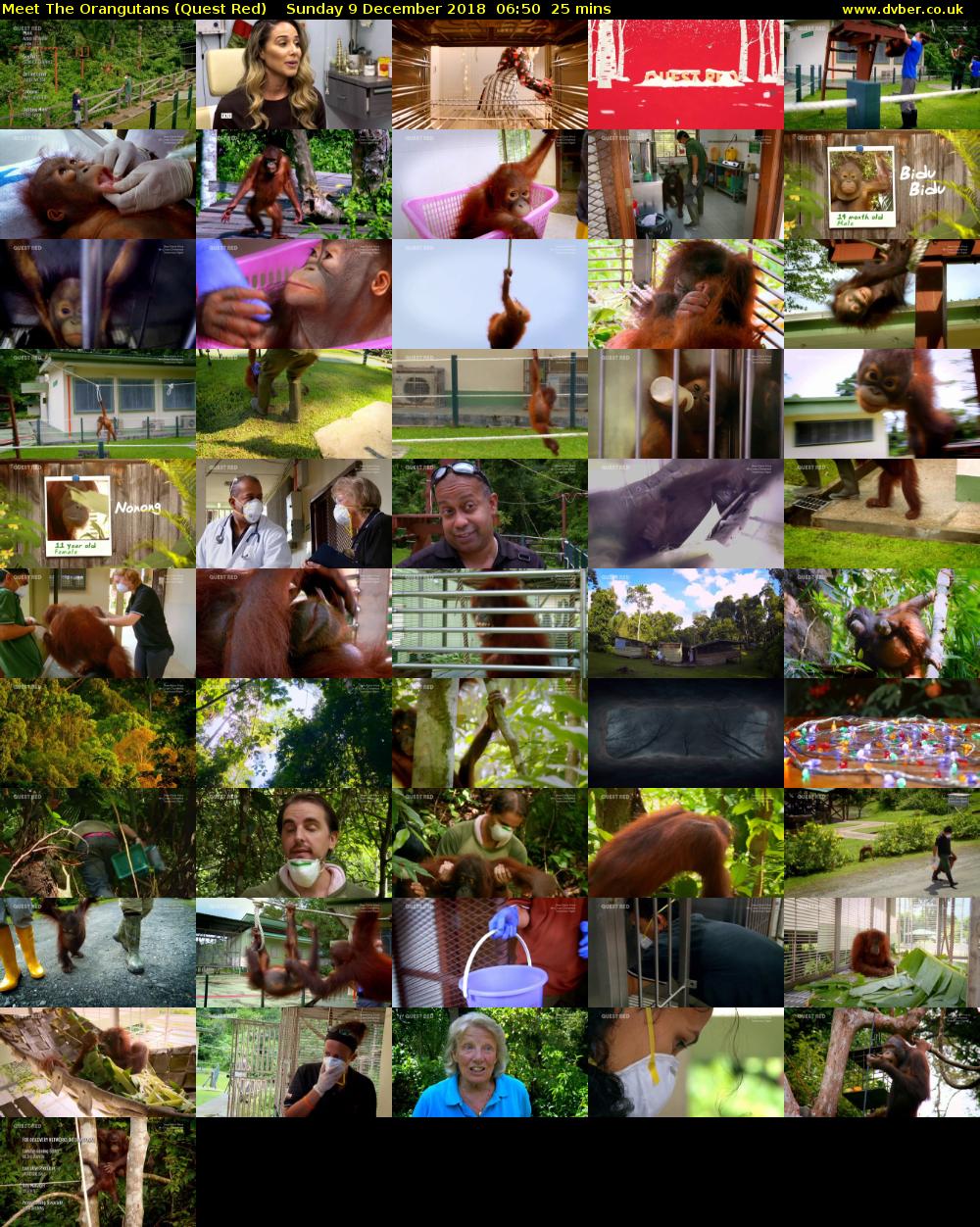 Meet The Orangutans (Quest Red) Sunday 9 December 2018 06:50 - 07:15
