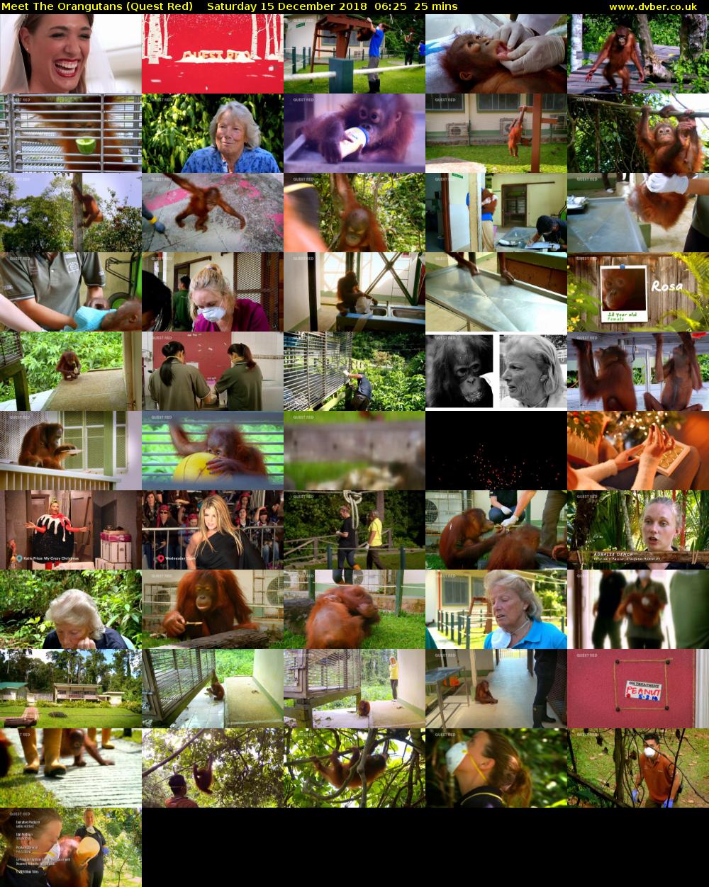 Meet The Orangutans (Quest Red) Saturday 15 December 2018 06:25 - 06:50