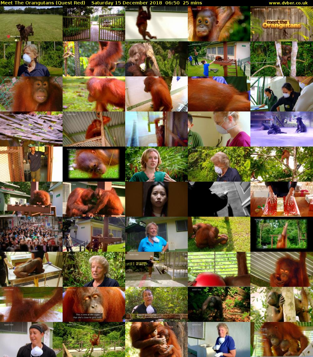 Meet The Orangutans (Quest Red) Saturday 15 December 2018 06:50 - 07:15