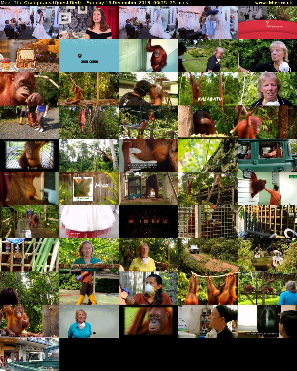 Meet The Orangutans (Quest Red) Sunday 16 December 2018 06:25 - 06:50