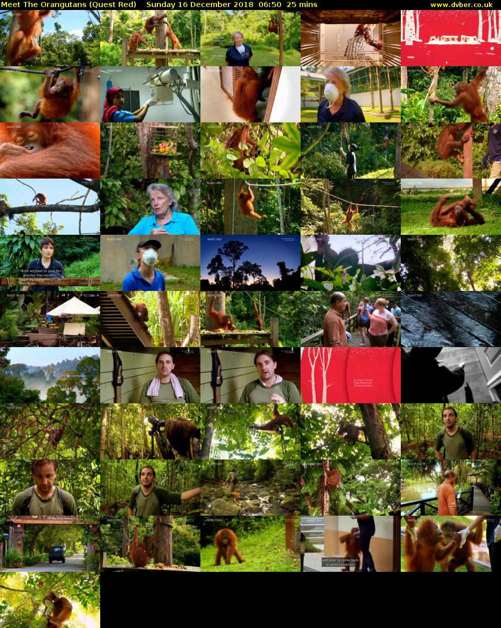 Meet The Orangutans (Quest Red) Sunday 16 December 2018 06:50 - 07:15