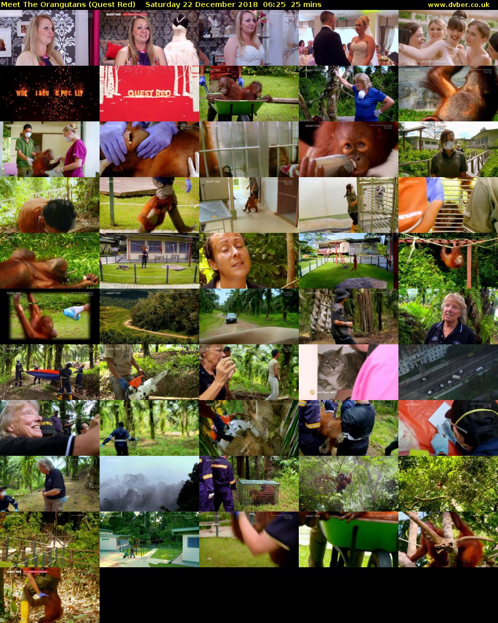 Meet The Orangutans (Quest Red) Saturday 22 December 2018 06:25 - 06:50