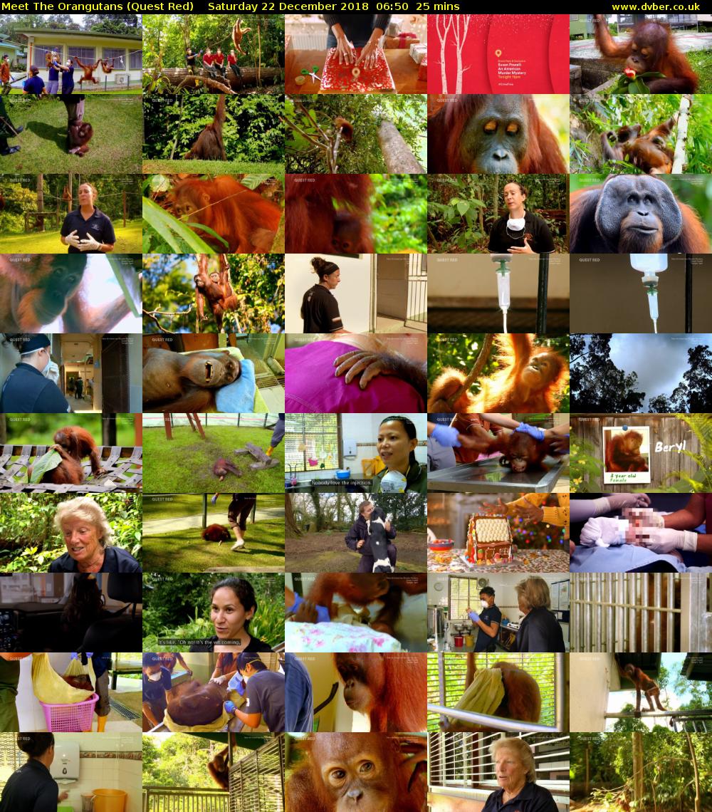 Meet The Orangutans (Quest Red) Saturday 22 December 2018 06:50 - 07:15