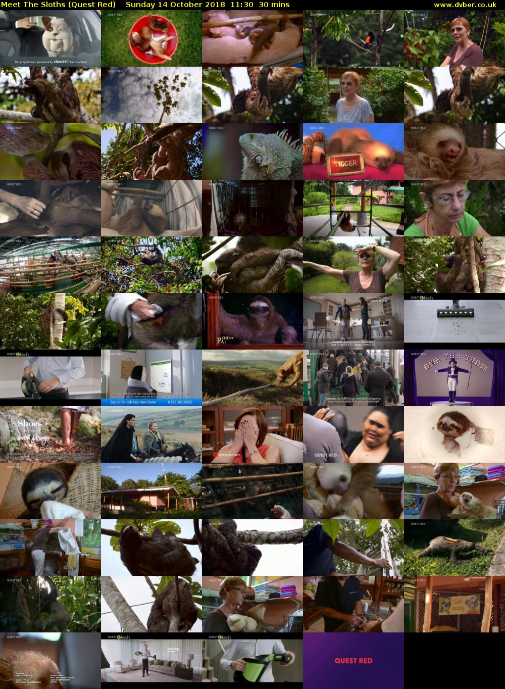 Meet The Sloths (Quest Red) Sunday 14 October 2018 11:30 - 12:00