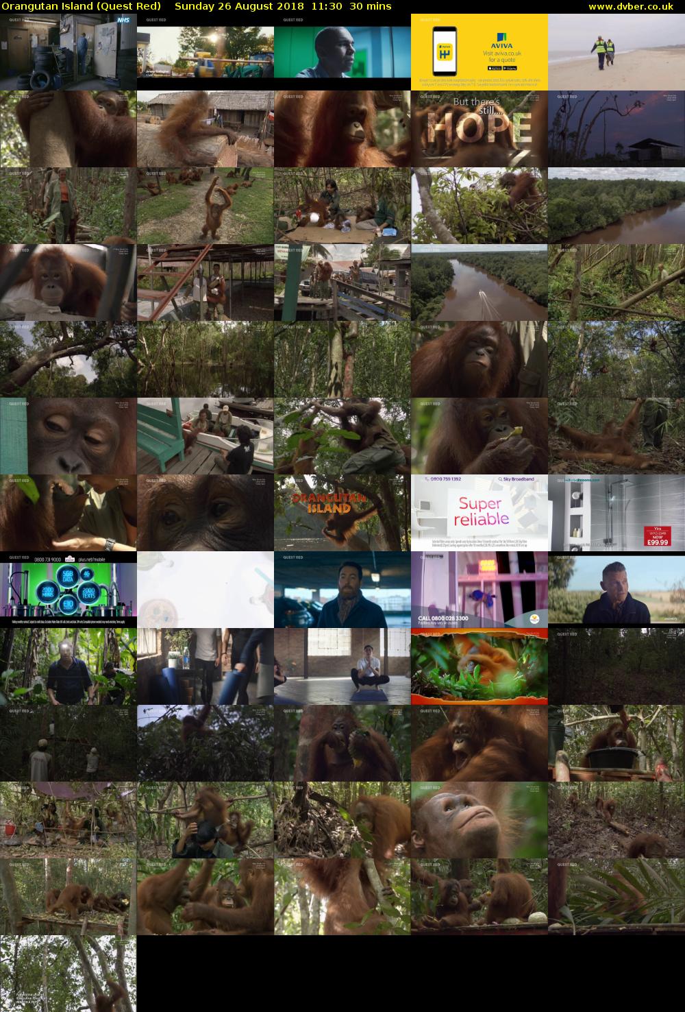 Orangutan Island (Quest Red) Sunday 26 August 2018 11:30 - 12:00