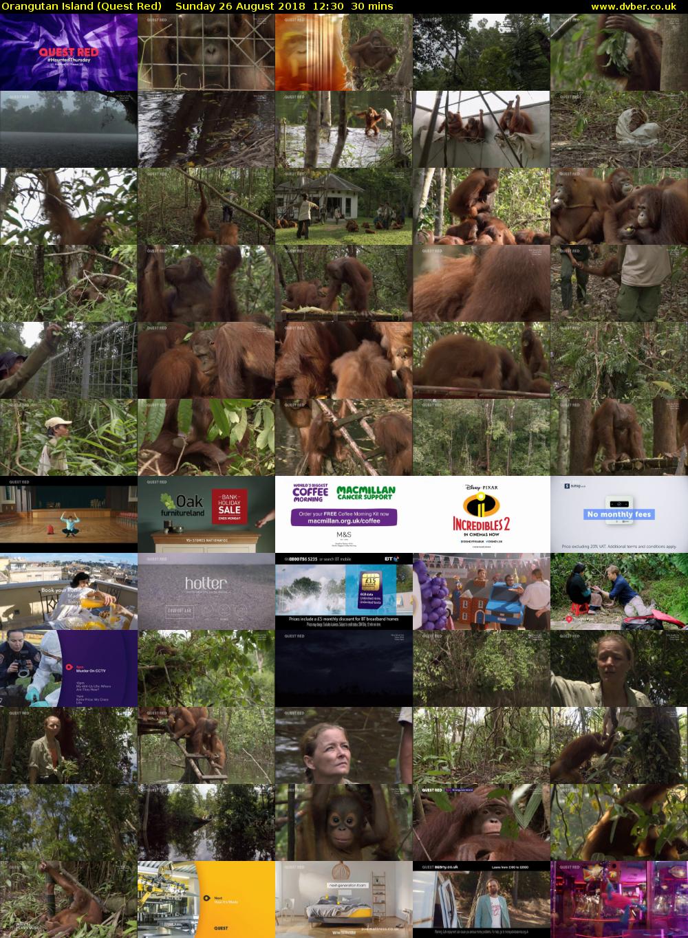 Orangutan Island (Quest Red) Sunday 26 August 2018 12:30 - 13:00
