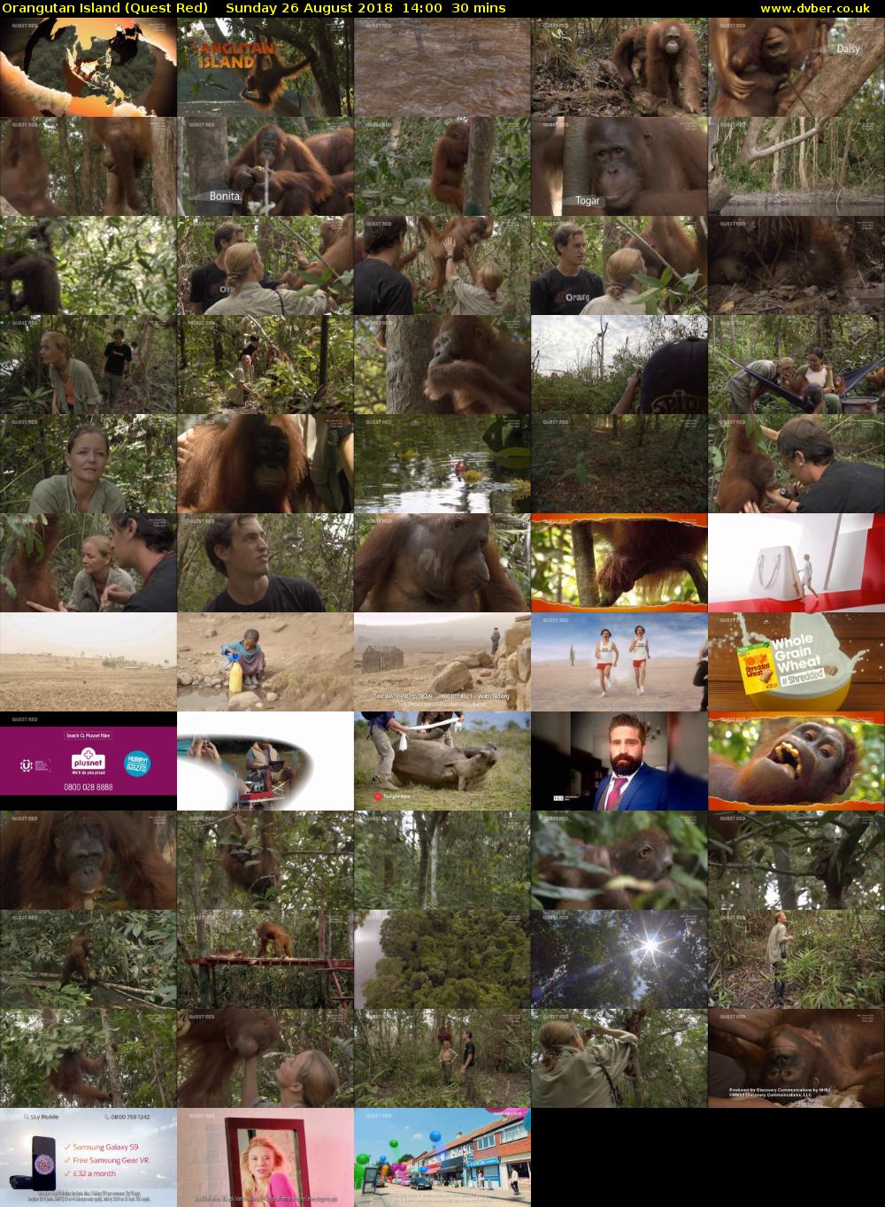 Orangutan Island (Quest Red) Sunday 26 August 2018 14:00 - 14:30
