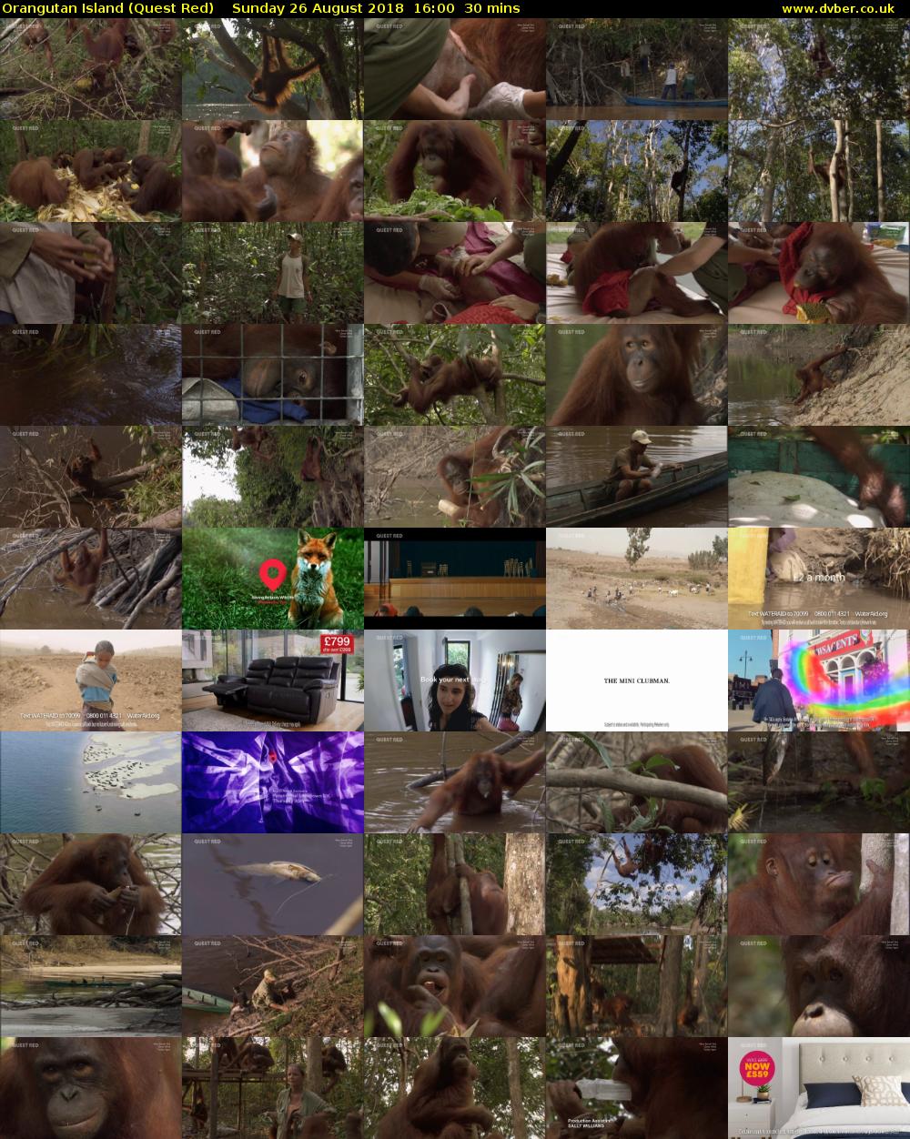 Orangutan Island (Quest Red) Sunday 26 August 2018 16:00 - 16:30
