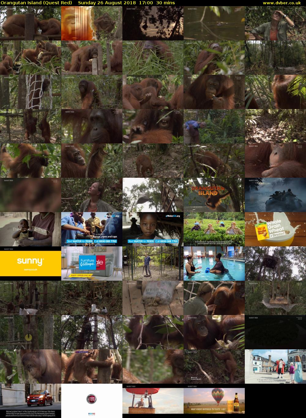 Orangutan Island (Quest Red) Sunday 26 August 2018 17:00 - 17:30