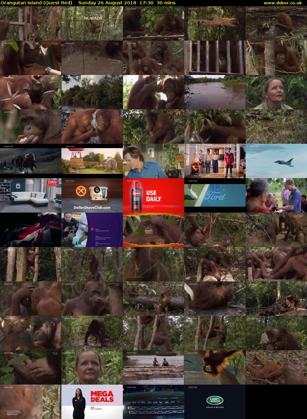 Orangutan Island (Quest Red) Sunday 26 August 2018 17:30 - 18:00