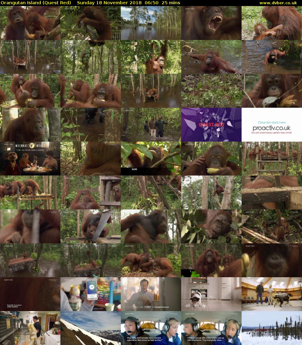 Orangutan Island (Quest Red) Sunday 18 November 2018 06:50 - 07:15