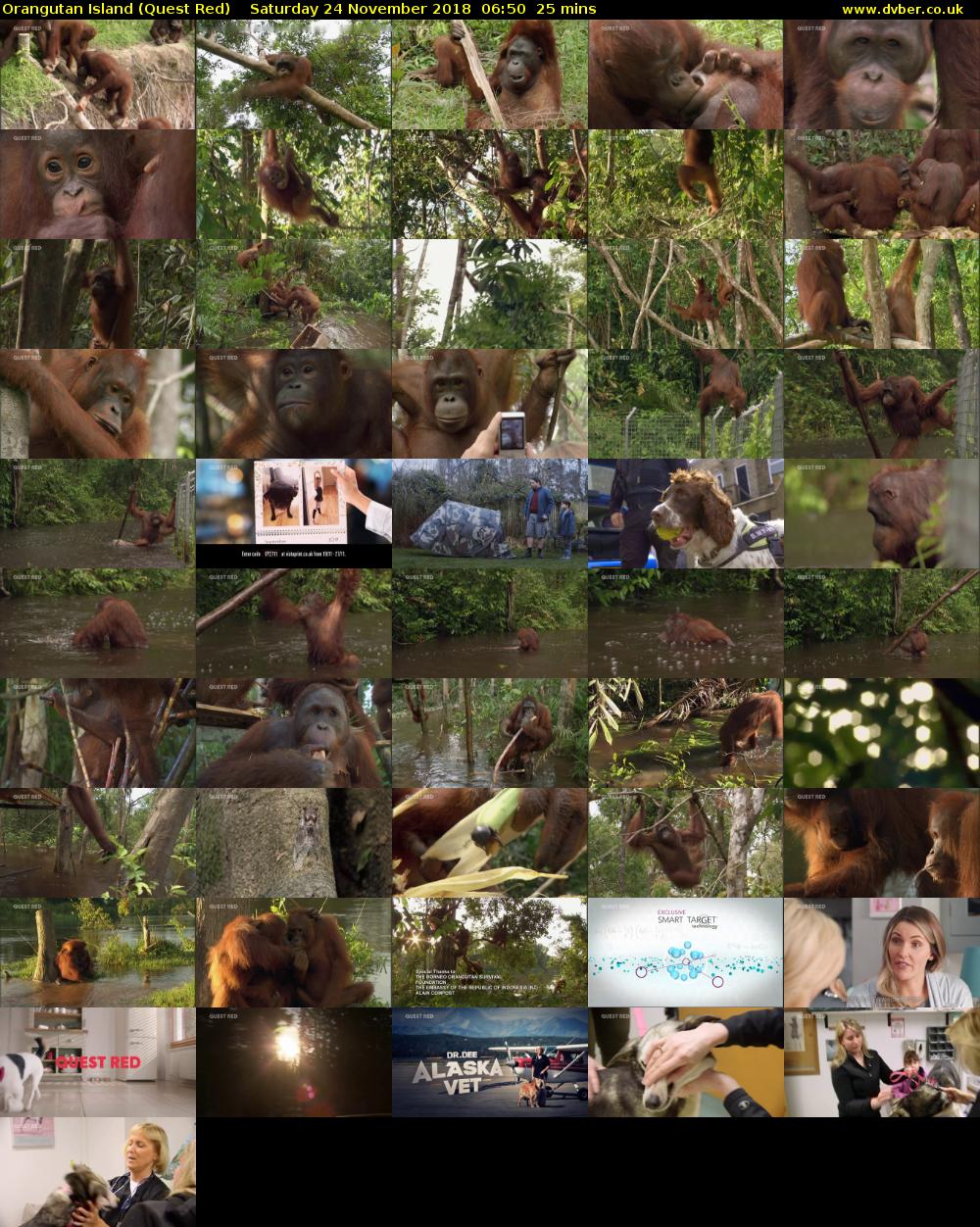 Orangutan Island (Quest Red) Saturday 24 November 2018 06:50 - 07:15