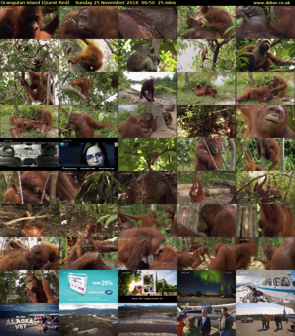 Orangutan Island (Quest Red) Sunday 25 November 2018 06:50 - 07:15