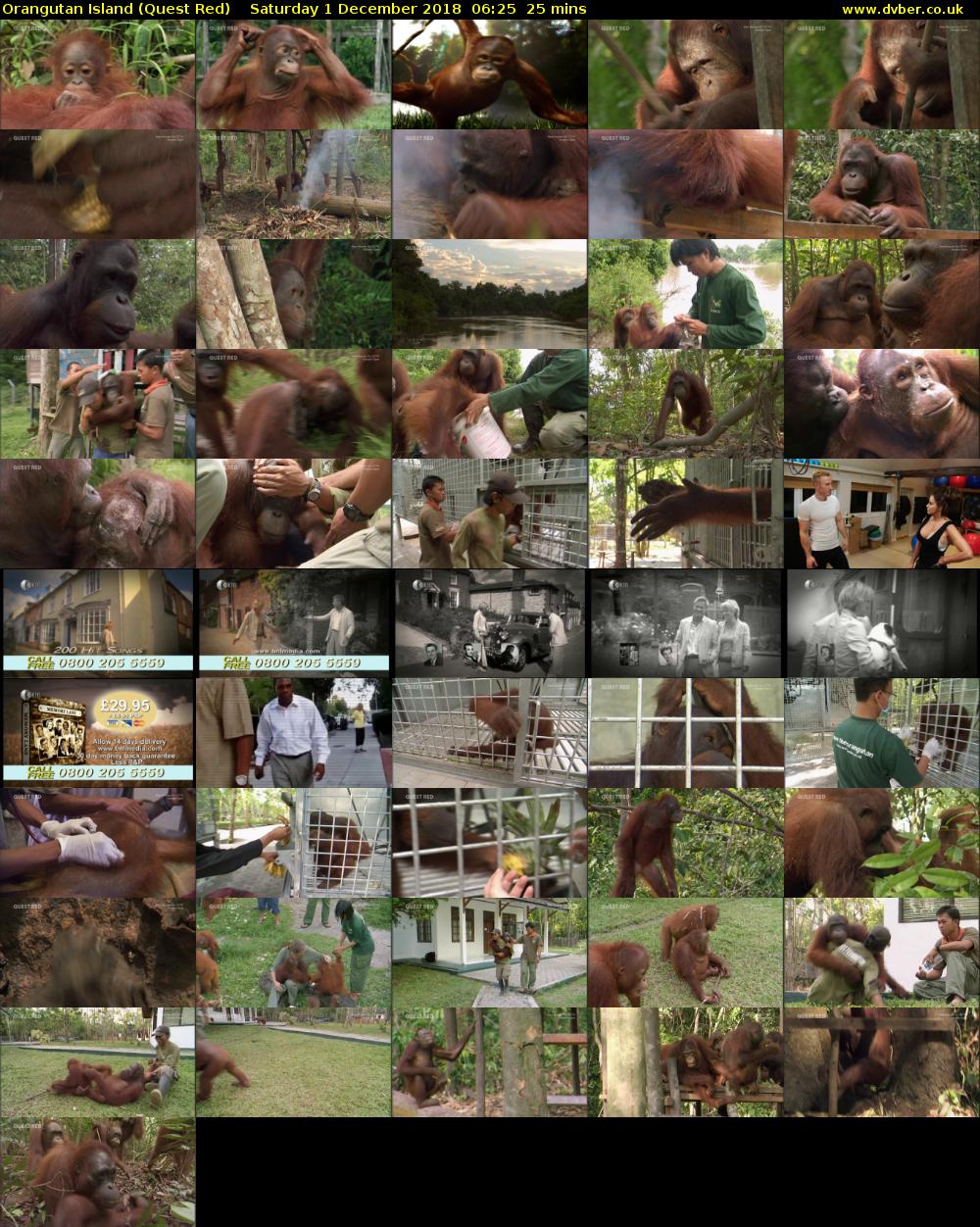 Orangutan Island (Quest Red) Saturday 1 December 2018 06:25 - 06:50