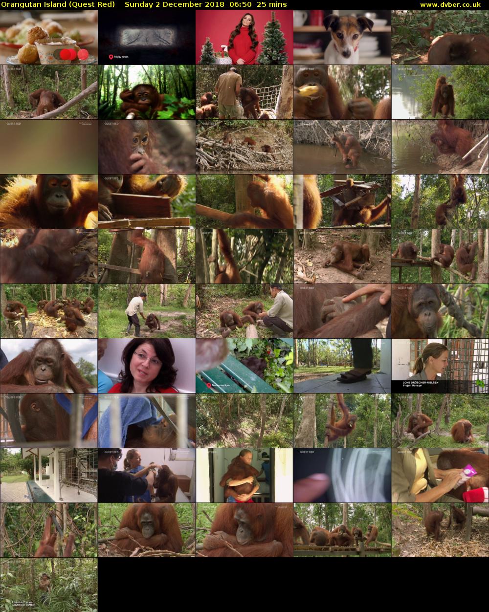 Orangutan Island (Quest Red) Sunday 2 December 2018 06:50 - 07:15