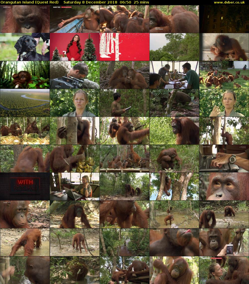 Orangutan Island (Quest Red) Saturday 8 December 2018 06:50 - 07:15