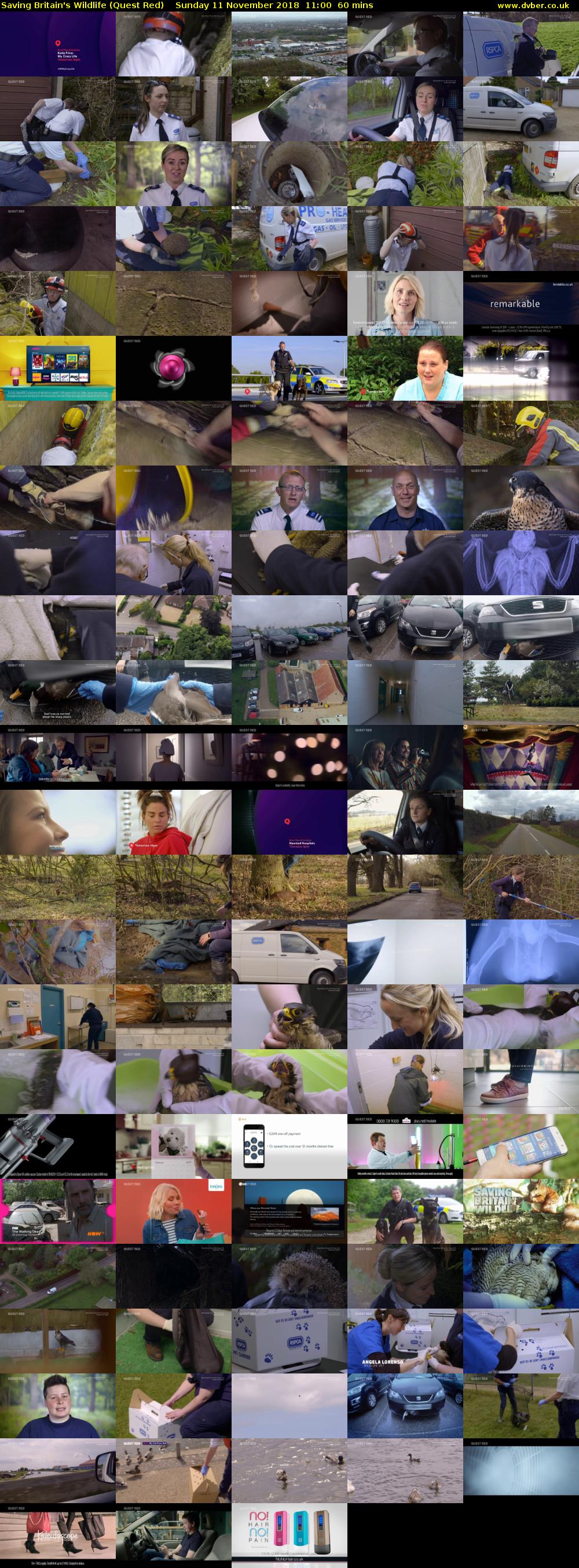 Saving Britain's Wildlife (Quest Red) Sunday 11 November 2018 11:00 - 12:00