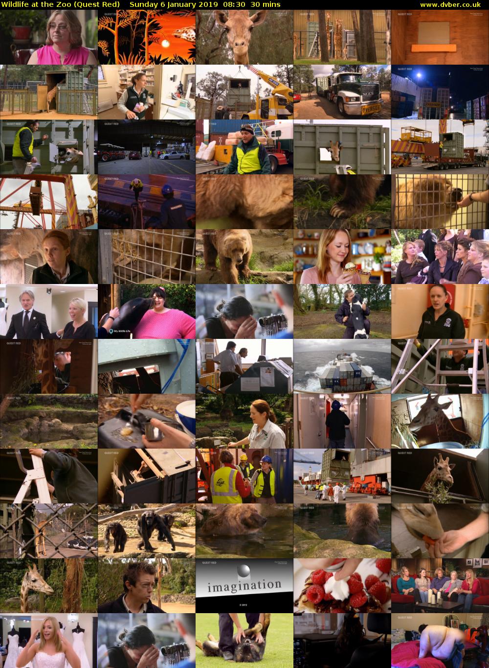 Wildlife at the Zoo (Quest Red) Sunday 6 January 2019 08:30 - 09:00