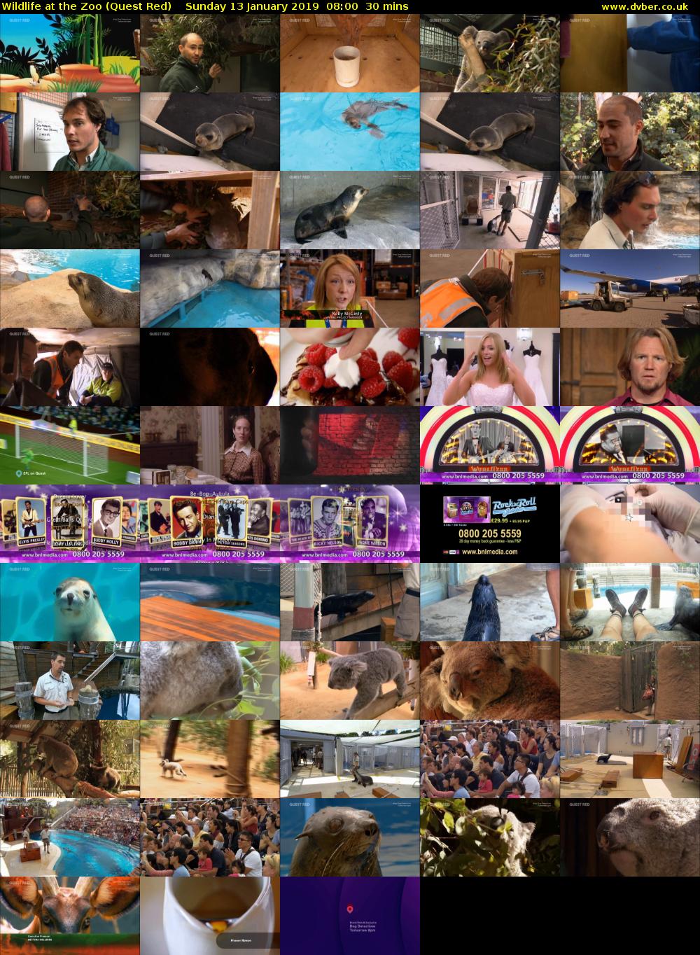 Wildlife at the Zoo (Quest Red) Sunday 13 January 2019 08:00 - 08:30