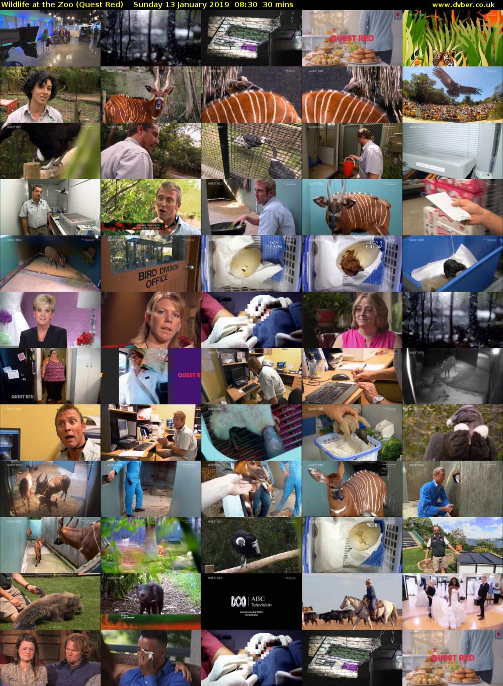 Wildlife at the Zoo (Quest Red) Sunday 13 January 2019 08:30 - 09:00