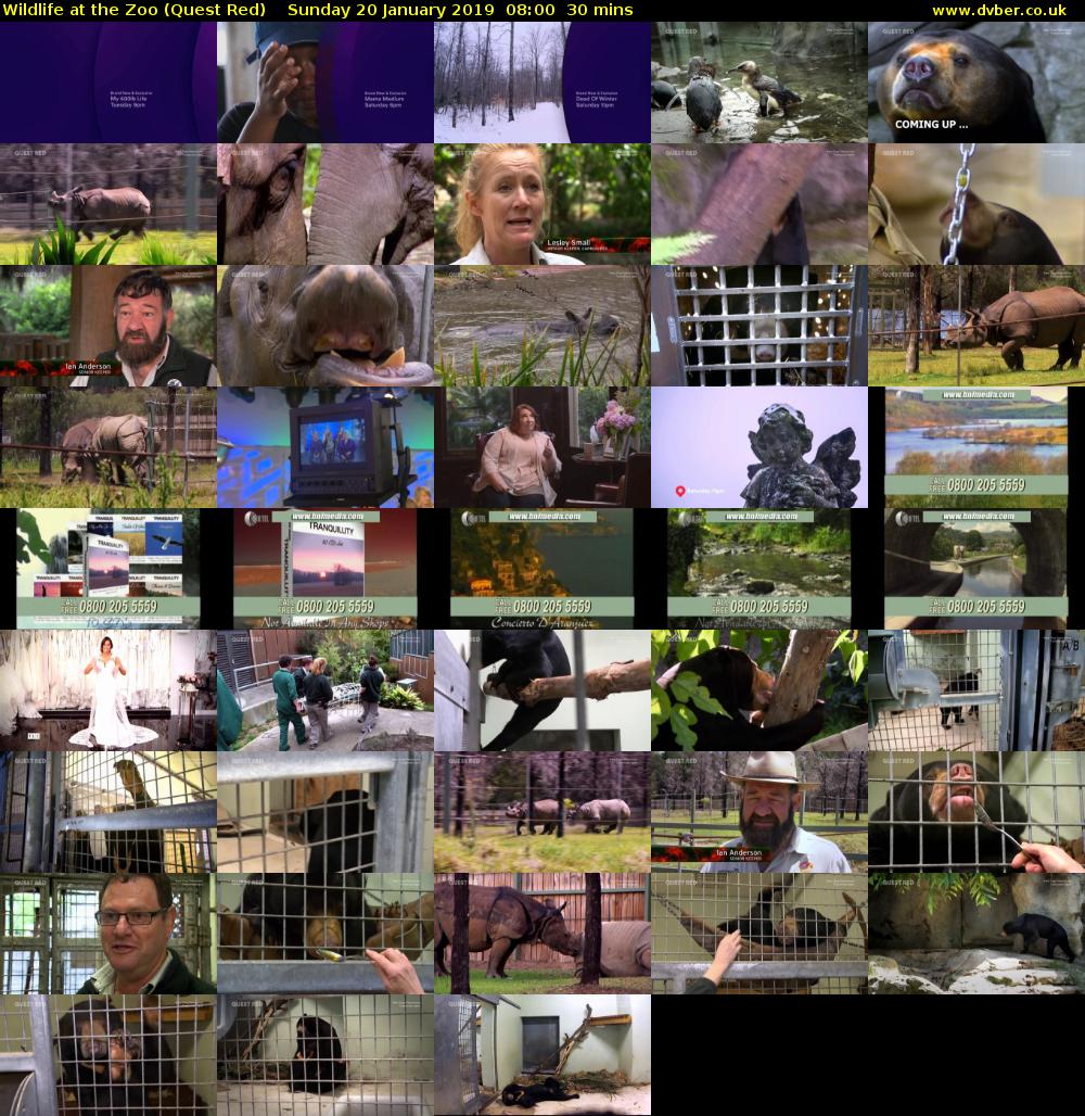 Wildlife at the Zoo (Quest Red) Sunday 20 January 2019 08:00 - 08:30