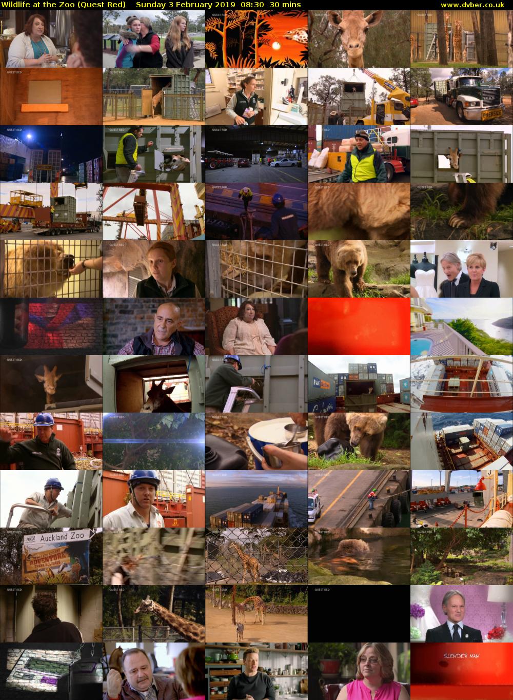 Wildlife at the Zoo (Quest Red) Sunday 3 February 2019 08:30 - 09:00