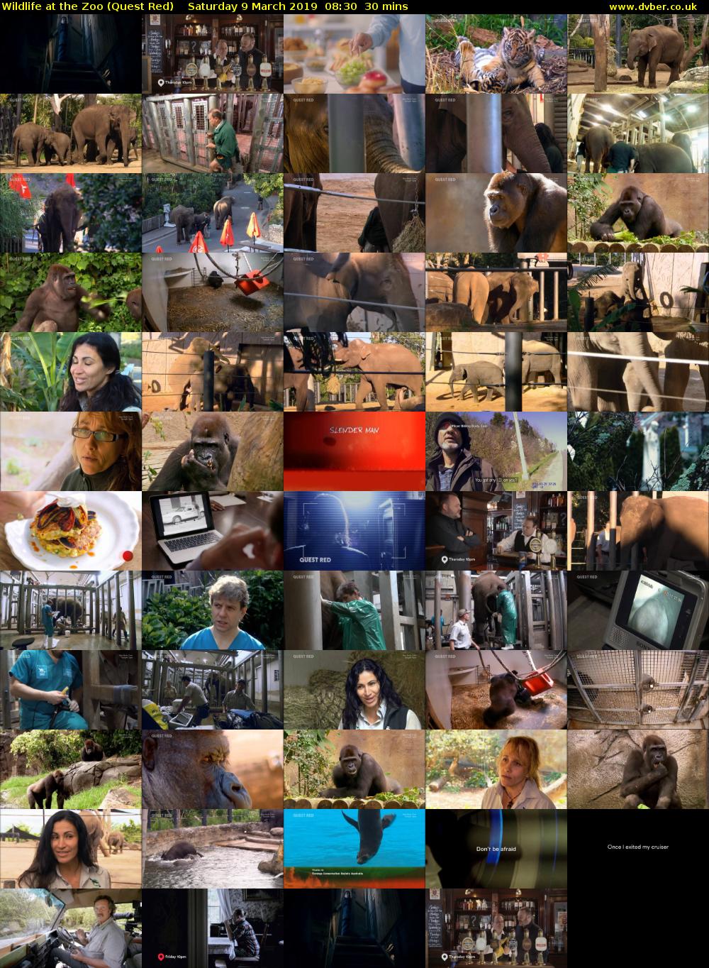 Wildlife at the Zoo (Quest Red) Saturday 9 March 2019 08:30 - 09:00