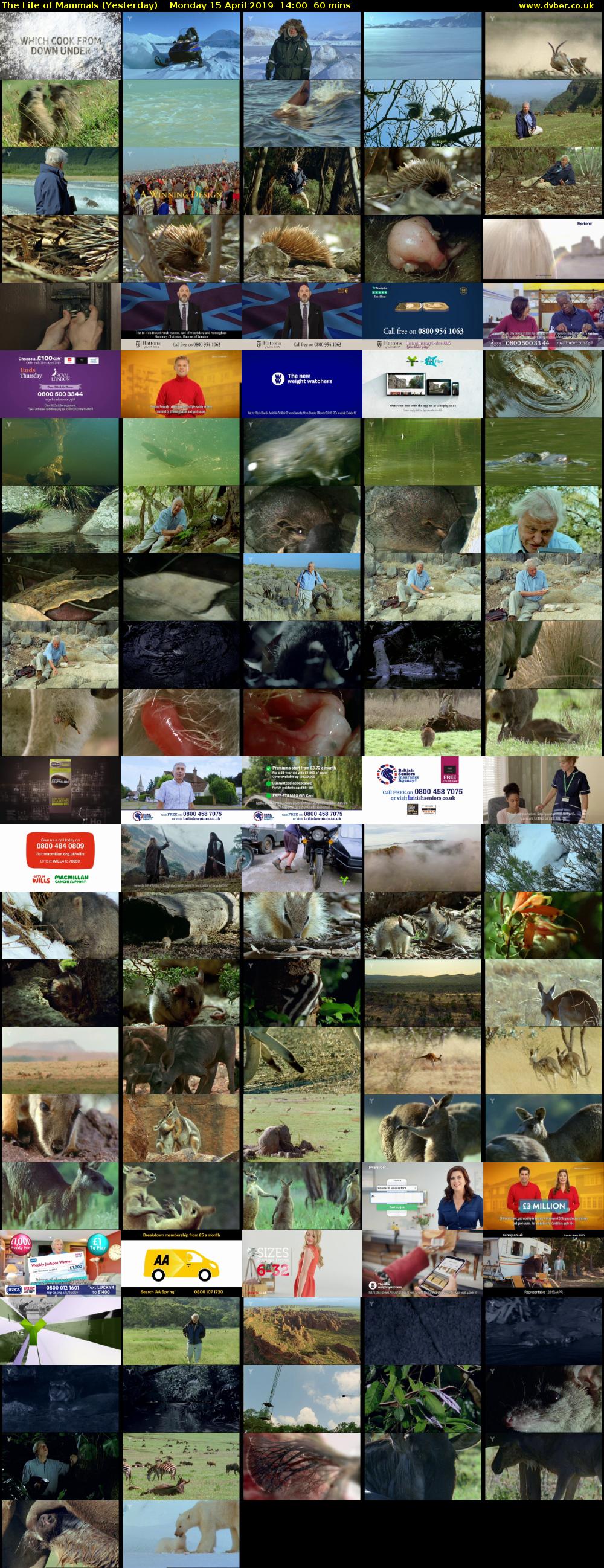 The Life of Mammals (Yesterday) Monday 15 April 2019 14:00 - 15:00